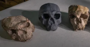 Million Year Old Skull Found: This Discovery May Rewrite Human History Million Year Old Skull Found: This Discovery May Rewrite Human History Million Year Old Skull Found: This Discovery May Rewrite Human History